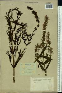Lythrum salicaria L., Eastern Europe, Central forest-and-steppe region (E6) (Russia)