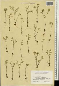 Cerastium brachypetalum subsp. tauricum (Spreng.) Murb., Crimea (KRYM) (Russia)