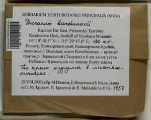 Dicranum bardunovii Tubanova & Ignatova, Bryophytes, Bryophytes - Russian Far East (excl. Chukotka & Kamchatka) (B20) (Russia)