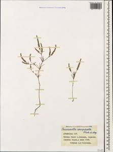 Crucianella exasperata Fisch. & C.A.Mey., Caucasus, Armenia (K5) (Armenia)
