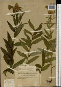 Pentanema salicinum (L.) D.Gut.Larr., Santos-Vicente, Anderb., E.Rico & M.M.Mart.Ort., Eastern Europe, Central forest-and-steppe region (E6) (Russia)