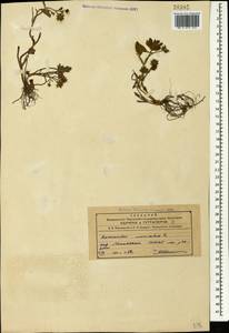 Ranunculus muricatus L., Caucasus, Azerbaijan (K6) (Azerbaijan)