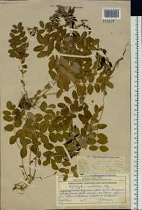 Astragalus umbellatus Bunge, Siberia, Chukotka & Kamchatka (S7) (Russia)