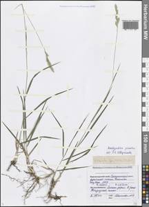 Brachypodium pinnatum (L.) P.Beauv., Caucasus, Black Sea Shore (from Novorossiysk to Adler) (K3) (Russia)