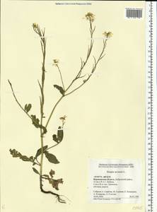 Rhamphospermum arvense (L.) Andrz. ex Besser, Eastern Europe, Central forest-and-steppe region (E6) (Russia)