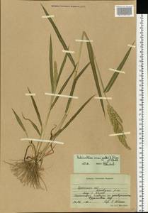 Echinochloa crus-galli (L.) P.Beauv., Eastern Europe, South Ukrainian region (E12) (Ukraine)