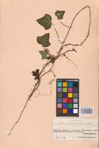 Hedera helix L., Eastern Europe, Belarus (E3a) (Belarus)