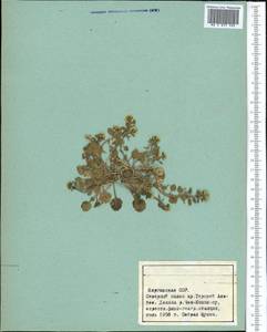 Eutrema altaicum (C. A. Mey.) Al-Shehbaz & Warwick, Middle Asia, Northern & Central Tian Shan (M4) (Kyrgyzstan)