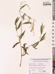 Koenigia divaricata (L.) T.M.Schust. & Reveal, Siberia, Chukotka & Kamchatka (S7) (Russia)