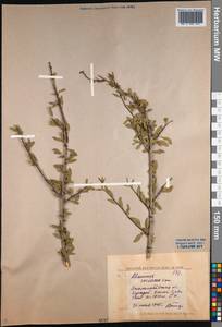 Rhamnus integrifolia DC., Middle Asia, Western Tian Shan & Karatau (M3) (Kyrgyzstan)