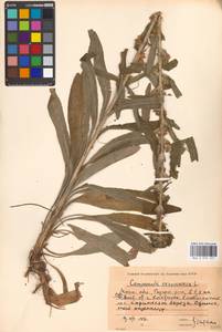 Campanula cervicaria L., Eastern Europe, Moscow region (E4a) (Russia)