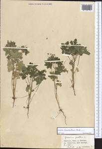 Geranium divaricatum Ehrh., Middle Asia, Western Tian Shan & Karatau (M3) (Kyrgyzstan)