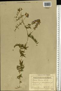 Vicia cracca L., Eastern Europe, Belarus (E3a) (Belarus)