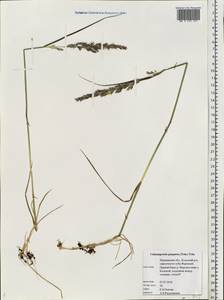 Calamagrostis purpurea (Trin.) Trin., Eastern Europe, Northern region (E1) (Russia)