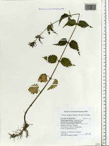 Urtica dioica subsp. sondenii (Simmons) Hyl., Eastern Europe, Northern region (E1) (Russia)