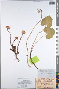 Tussilago farfara L., Eastern Europe, Central region (E4) (Russia)