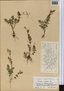 Vicatia coniifolia Wall. ex DC., Middle Asia, Northern & Central Tian Shan (M4) (Kyrgyzstan)