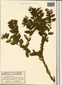 Alkanna orientalis (L.) Boiss., Caucasus, Armenia (K5) (Armenia)