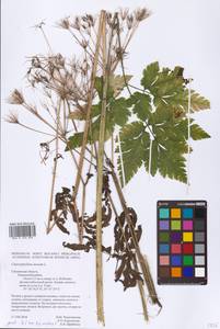 Chaerophyllum aureum L., Eastern Europe, Western region (E3) (Russia)