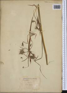 Hyparrhenia hirta (L.) Stapf, Western Europe (EUR) (France)