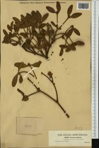 Viscum album L., Western Europe (EUR) (Austria)