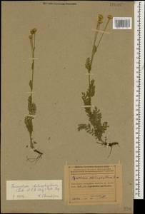 Tanacetum aureum (Lam.) Greuter, M. V. Agab. & Wagenitz, Caucasus, Azerbaijan (K6) (Azerbaijan)