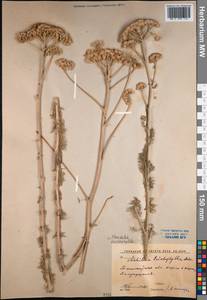 Handelia trichophylla (Schrenk ex Fisch. & C. A. Mey.) Heimerl, Middle Asia, Syr-Darian deserts & Kyzylkum (M7) (Uzbekistan)