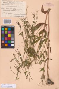 Epilobium ciliatum subsp. ciliatum, Eastern Europe, Eastern region (E10) (Russia)