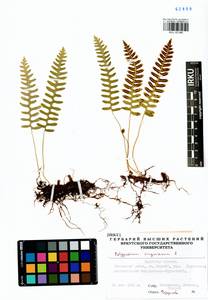 Polypodium sibiricum Sipliv., Siberia, Baikal & Transbaikal region (S4) (Russia)