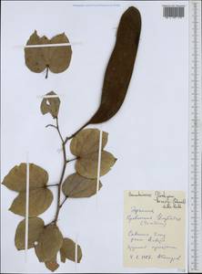 Bauhinia thonningii Schum., Africa (AFR) (Ethiopia)