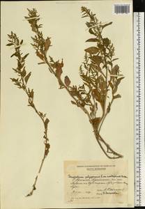 Lipandra polysperma (L.) S. Fuentes, Uotila & Borsch, Eastern Europe, Moldova (E13a) (Moldova)