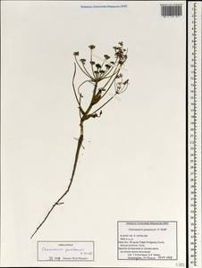 Chamaesium paradoxum H. Wolff, South Asia, South Asia (Asia outside ex-Soviet states and Mongolia) (ASIA) (China)