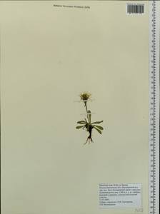 Hieracium triste Willd. ex Spreng., Siberia, Chukotka & Kamchatka (S7) (Russia)