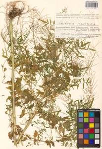 Cardamine impatiens L., Eastern Europe, Lower Volga region (E9) (Russia)