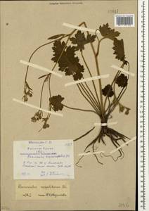 Ranunculus neapolitanus Ten., Crimea (KRYM) (Russia)