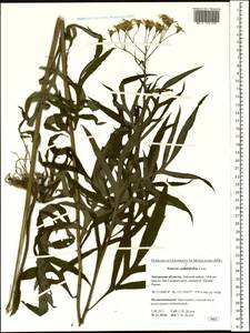Jacobaea cannabifolia (Less.) E. Wiebe, Siberia, Russian Far East (S6) (Russia)