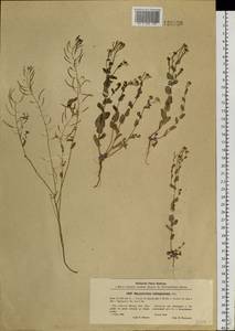 Eutrema salsugineum (Pall.) Al-Shehbaz & S.I. Warwick, Siberia, Baikal & Transbaikal region (S4) (Russia)