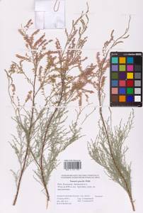 Tamarix gracilis Willd., Eastern Europe, Lower Volga region (E9) (Russia)