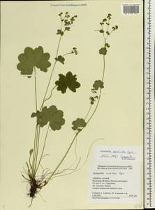 Alchemilla monticola Opiz, Eastern Europe, Central region (E4) (Russia)