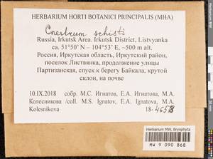 Cnestrum schisti (F. Weber & D. Mohr) I. Hagen, Bryophytes, Bryophytes - Baikal & Transbaikal regions (B18) (Russia)