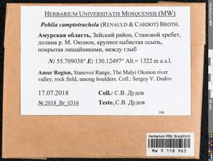 Pohlia camptotrachela (Renauld & Cardot) Broth., Bryophytes, Bryophytes - Russian Far East (excl. Chukotka & Kamchatka) (B20) (Russia)