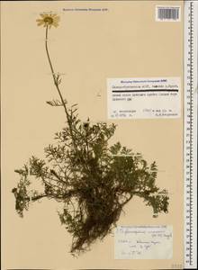 Tripleurospermum caucasicum (Willd.) Hayek, Caucasus, North Ossetia, Ingushetia & Chechnya (K1c) (Russia)
