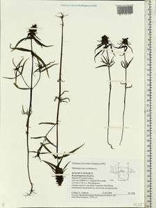 Melampyrum cristatum L., Eastern Europe, Central region (E4) (Russia)