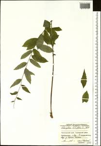Adenophora liliifolia (L.) A.DC., Siberia, Central Siberia (S3) (Russia)