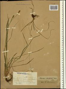 Carex michelii Host, Caucasus, Georgia (K4) (Georgia)