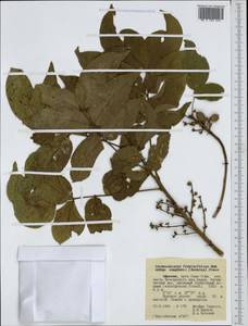 Lecaniodiscus fraxinifolius subsp. vaughanii (Dunkley) Friis, Africa (AFR) (Ethiopia)