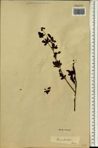 Punica granatum L., South Asia, South Asia (Asia outside ex-Soviet states and Mongolia) (ASIA) (Iran)