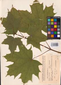 Acer platanoides L., Eastern Europe, Central region (E4) (Russia)