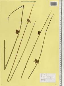 Juncus effusus L., Eastern Europe, Western region (E3) (Russia)