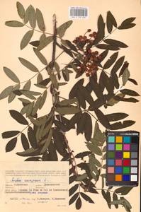 Sorbus aucuparia L., Eastern Europe, Western region (E3) (Russia)